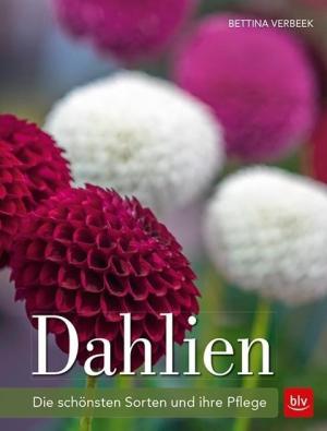 Bettina Verbeek: Dahlien 