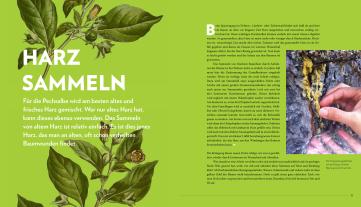 Maximilian Moser, Erwin Thoma: Die sanfte Medizin der Bäume 