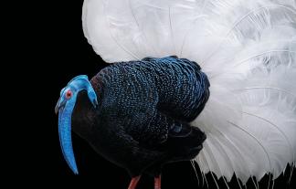 Tim Flach: Vögel 