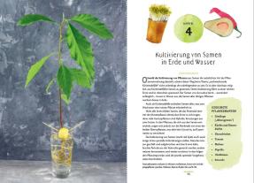 Katie Elzer-Peters: Regrow: Neue Ernte aus Gemüseresten - Von Avocado bis Zwiebel. Die unkomplizierte Nachzucht aus Samen, Wurzeln, Stängeln oder Blättern 