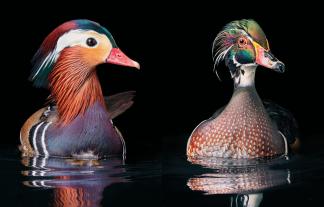 Tim Flach: Vögel 