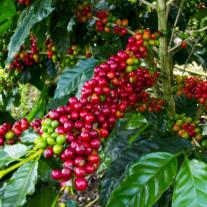 Bio-Espresso Boqueron (ganze Bohne) 