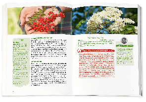 Markus Dr. Strauß, Markus Strauß: Die Wildpflanzen-Apotheke 