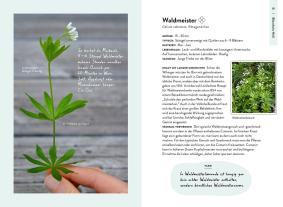 Theresa Ester: Nature Guide Wildpflanzen 