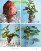 Eliana Ferioli: Regrowing – Neue Triebe aus Obst- und Gemüseresten 