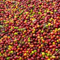Bio-Espresso Boqueron (ganze Bohne) 
