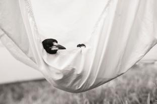 Cameron Bloom, Bradley Trevor Greive: Penguin Bloom 