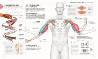 Ann Swanson: Yoga verstehen - Die Anatomie der Yoga-Haltungen 