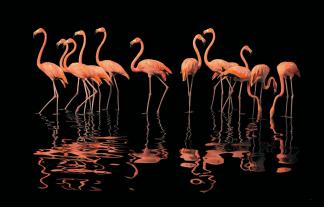 Tim Flach: Vögel 