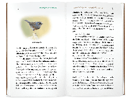 Philippe J. Dubois, Élise Rousseau: Kleine Philosophie der Vögel 