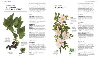 Reinhard Ferstl, Julia Behrens, Susan Curtis, Louise Green, Penelope Ody, Dragana Vilinac, DK Verlag: Das neue Praxisbuch Heilpflanzen 