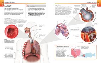 DK Verlag: Visuelles Wissen. Biologie 