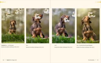 Regine Heuser, Heuser Regine: Hunde-Shooting - Fotografieren mit „Wau-Effekt“ 