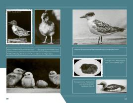 Gabriele Dr. Kaiser, Karl Dr. Schulze-Hagen, Oskar und Magdalena Heinroth, Gabriele Kaiser, Karl Schulze-Hagen: Die Vogel-WG 
