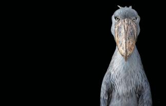 Tim Flach: Vögel 