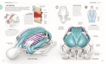Ann Swanson: Yoga verstehen - Die Anatomie der Yoga-Haltungen 