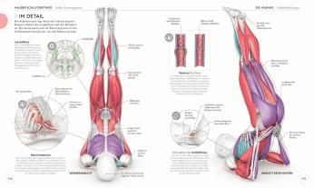 Ann Swanson: Yoga verstehen - Die Anatomie der Yoga-Haltungen 